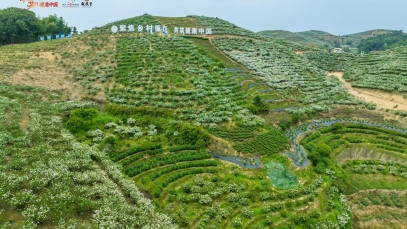 纵横国际龙凤堂栀子基地通过中药材GAP延伸检查